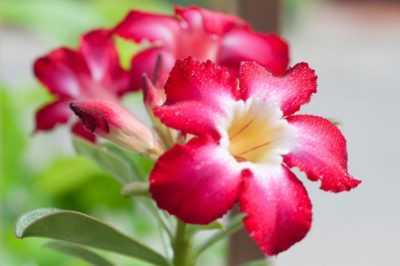 Adenium Obesum – comment prendre soin d’une fleur