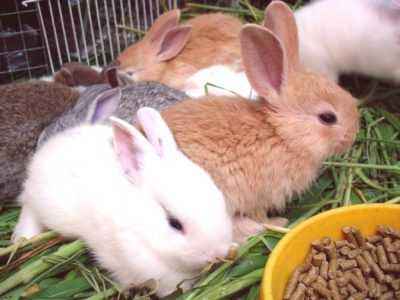 Aliments composés pour lapins à la maison