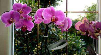 Application de Bon forte pour les orchidées