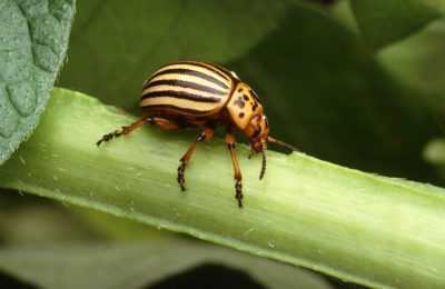 Application du Beetle Eater du coléoptère du Colorado