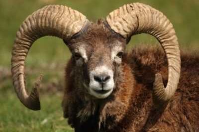 Argali - mouton de montagne en voie de disparition