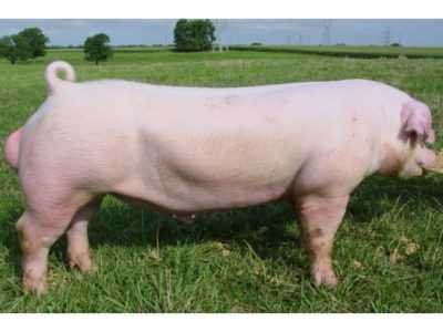 Bacon de porc Landrace