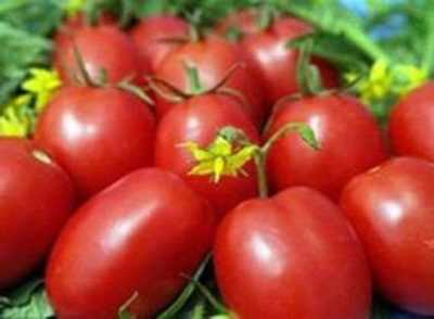 Caractérisation de la tomate De Barao Giant
