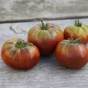 Caractéristique de la Crimée noire de tomate
