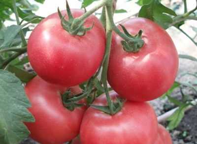 Caractéristique de la tomate De Barao Pink