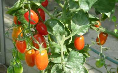 Caractéristiques de la cueillette de tomates