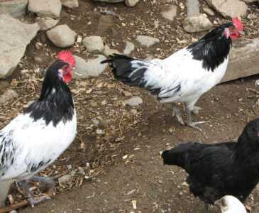 Caractéristiques de la race de poulet Lakenfelder