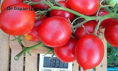 Caractéristiques de la tomate De Barao Tsarsky