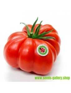 Caractéristiques de la tomate Klush