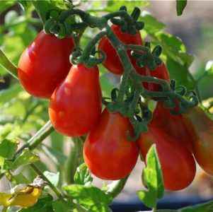 Caractéristiques de la tomate poire noire