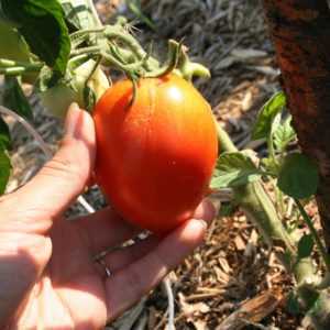 Caractéristiques de la tomate Rio Grande