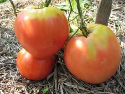 Caractéristiques de la tomate Sevryuga