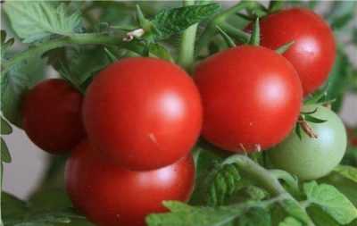 Caractéristiques de la variété de bouvreuil à tomates