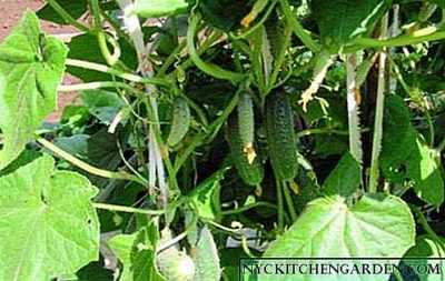 Caractéristiques de la variété de concombres guirlande sibérienne