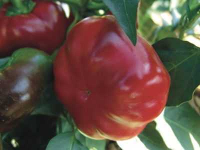 Caractéristiques de la variété de poivrons Ratunda
