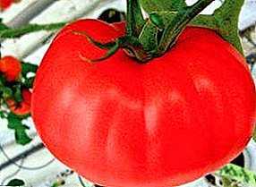 Caractéristiques de la variété de tomate Gift