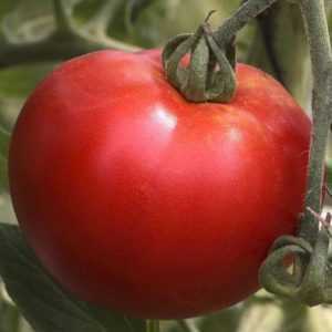 Caractéristiques de la variété de tomate Grasse