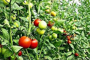 Caractéristiques de la variété de tomate Moscow Lights