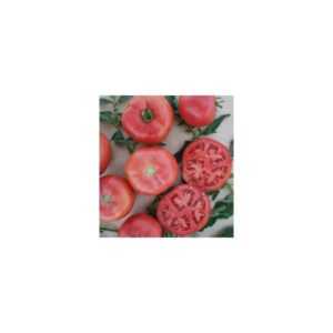 Caractéristiques de la variété Pink Bush Tomato