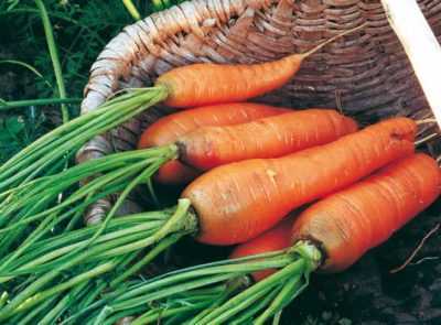Caractéristiques de l’arrosage des carottes après la germination
