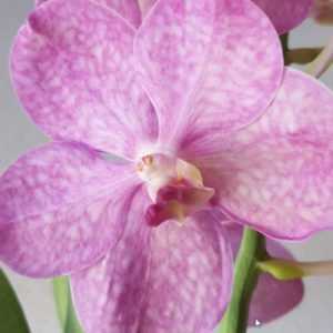Caractéristiques de l'arrosage des orchidées en hiver