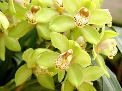 Caractéristiques de l'élagage des racines d'orchidées