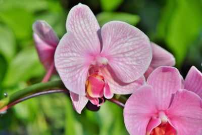 Caractéristiques de prendre soin d’une orchidée en fleurs