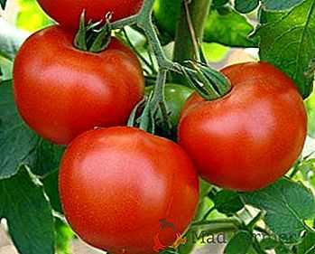 Caractéristiques des cultivars de tomates Dachnik