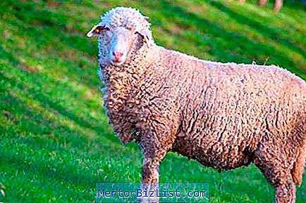 Caractéristiques des moutons Prekos