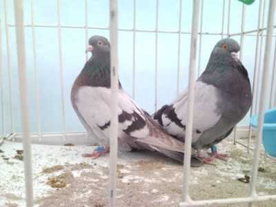 Caractéristiques des pigeons de Kirovograd