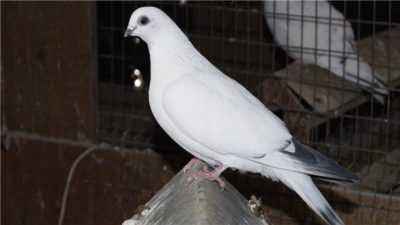Caractéristiques des pigeons du Pakistan