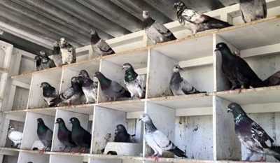 Caractéristiques des pigeons Tippler