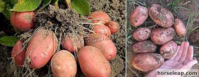 Caractéristiques des pommes de terre Bellarosa