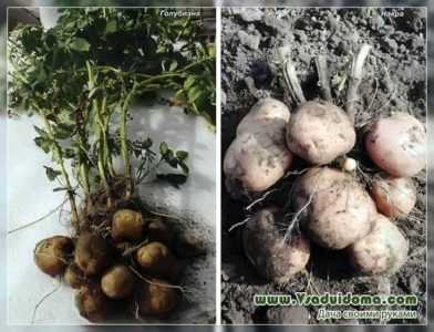 Caractéristiques des pommes de terre Lasunok
