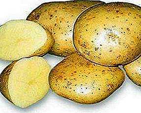 Caractéristiques des pommes de terre Veneta