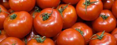 Caractéristiques des principales tomates principales