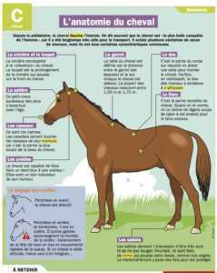 Caractéristiques des soins aux chevaux