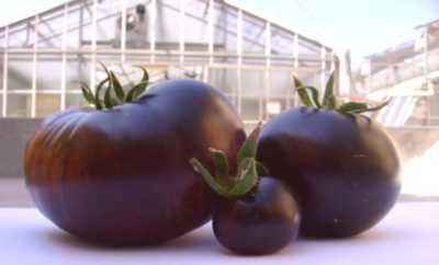 Caractéristiques des tomates Black Moor
