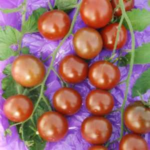 Caractéristiques des tomates Black Pearl