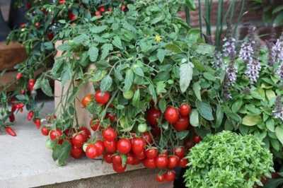 Caractéristiques des tomates Cherry Ira f1