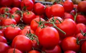 Caractéristiques des tomates de la variété Korolevich