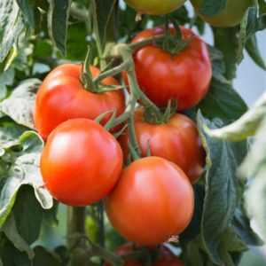 Caractéristiques des tomates de la variété Nepas
