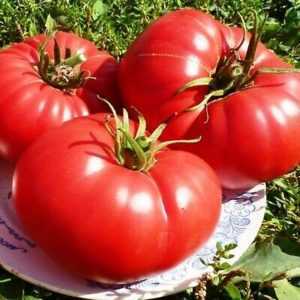 Caractéristiques des tomates King of Giants