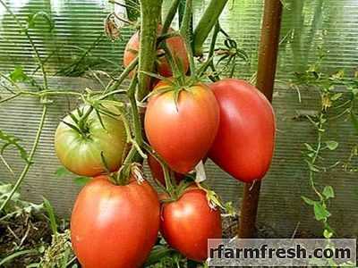 Caractéristiques des tomates Mazarini