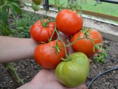 Caractéristiques des tomates navette