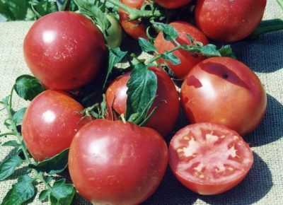 Caractéristiques des tomates Titan