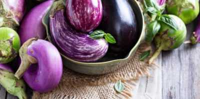 Caractéristiques des variétés d'aubergines Universal 6