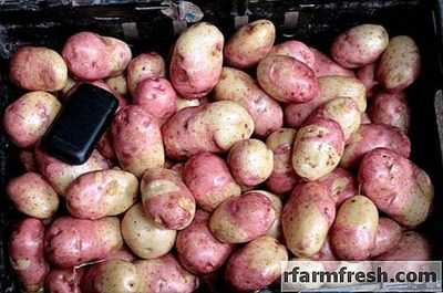 Caractéristiques des variétés de pommes de terre Ivan Da Marya