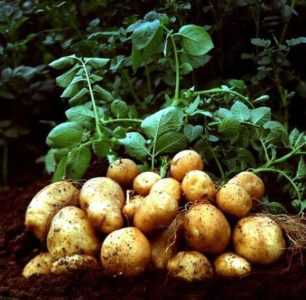 Caractéristiques des variétés de pommes de terre Joukovski (précoce)