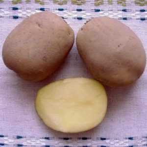 Caractéristiques des variétés de pommes de terre Uladar